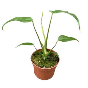 Monstera Burle Marx Flame