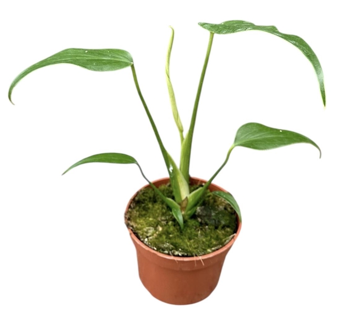 <h4>Monstera Burle Marx Flame</h4>