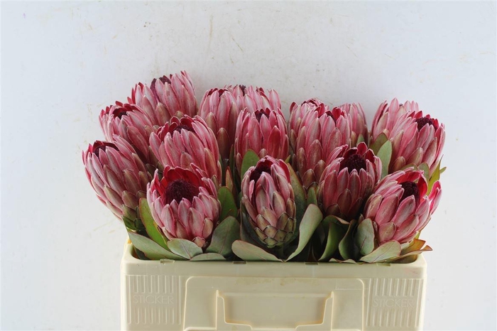 <h4>PROTEA SHARONET</h4>