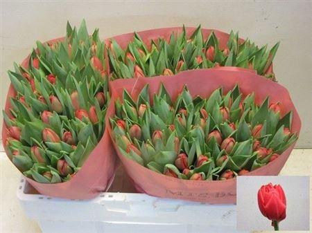 <h4>Tu Du Largo</h4>