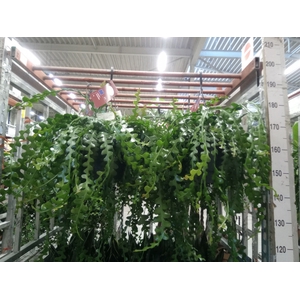 Epiphyllum anguliger