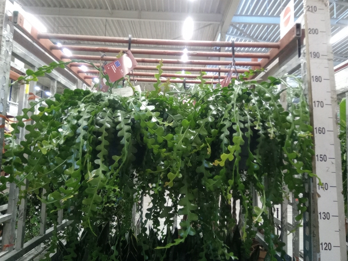 <h4>Epiphyllum anguliger</h4>