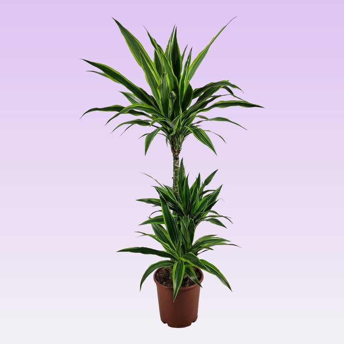 <h4>Dracaena lemon lime jumbo 60-30-15 115</h4>