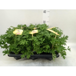 Pelargonium graveolens