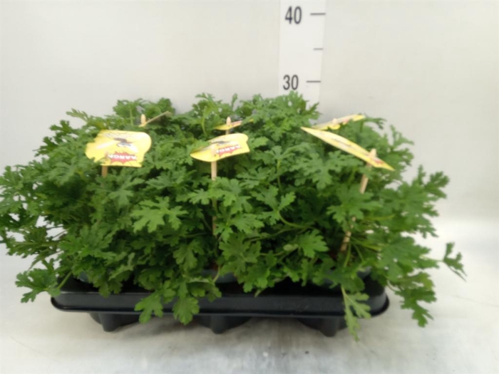 <h4>Pelargonium graveolens</h4>