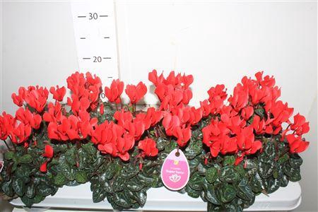 <h4>Cycl Kl Midori Syn Red</h4>