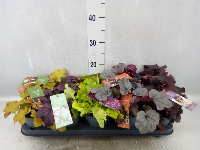 <h4>Heuchera  'Indian Summer'   ...mix</h4>