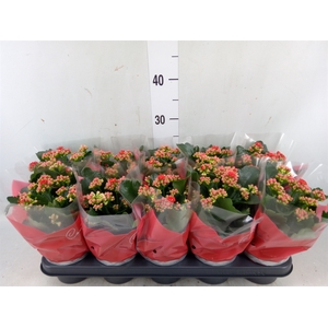 Kalanchoe blos. 'Perfecta Red'