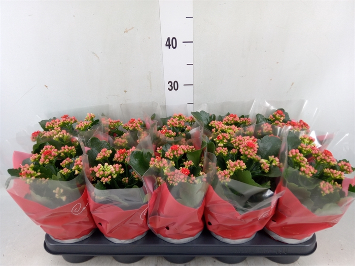 <h4>Kalanchoe blos. 'Perfecta Red'</h4>