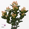 Hypericum Peach