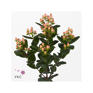 Hypericum Peach