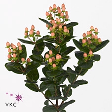 Hypericum Peach