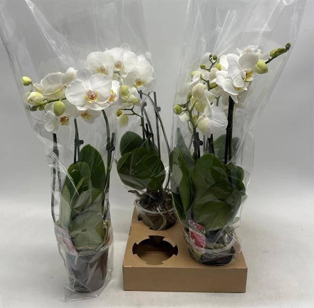 <h4>PHAL OV WIT</h4>