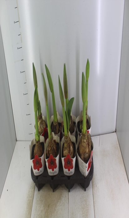 <h4>AMARYLLIS P14</h4>