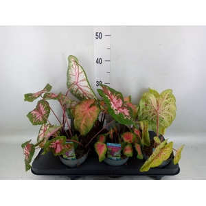 Caladium   ...mix