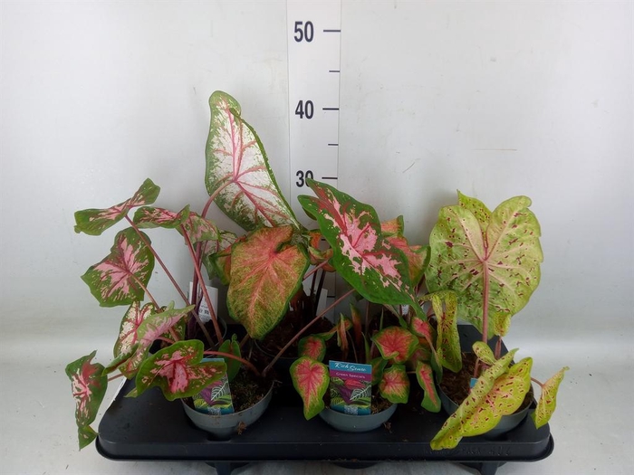 <h4>Caladium ...mix</h4>
