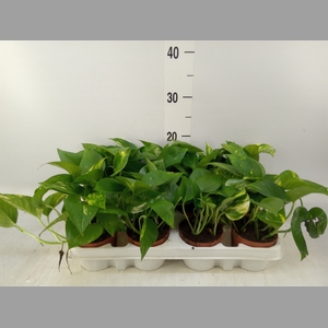 Epipremnum pinn. 'Aureum'