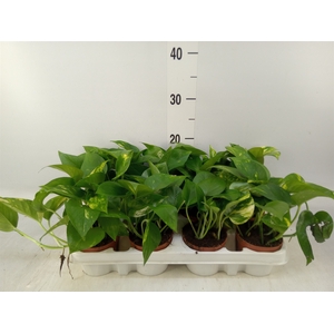 Epipremnum pinn. 'Aureum'
