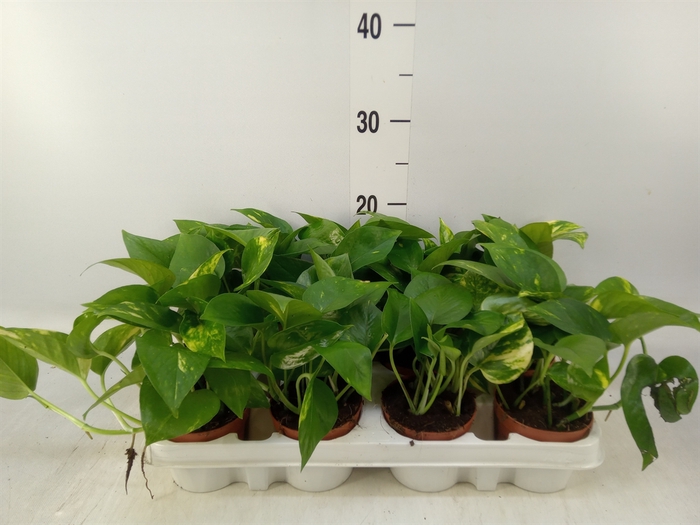 <h4>Epipremnum pinn. 'Aureum'</h4>