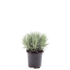 Lavandula angustifolia Munstead