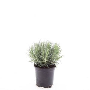 Lavandula angustifolia Munstead