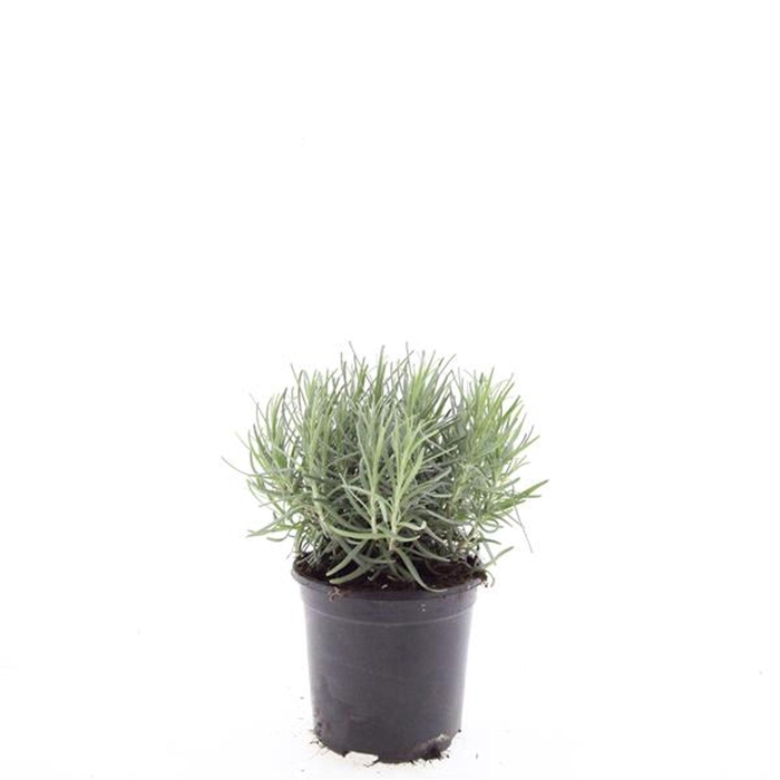 <h4>Lavandula angustifolia Munstead</h4>