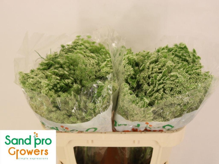<h4>Ammi Visnaga Casablanca</h4>