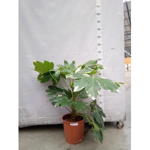 Fatsia japonica 'Variegata'