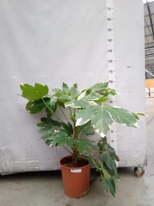 <h4>Fatsia japonica 'Variegata'</h4>