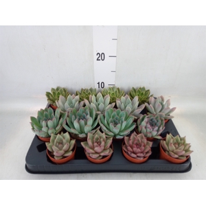 Echeveria   ...mix