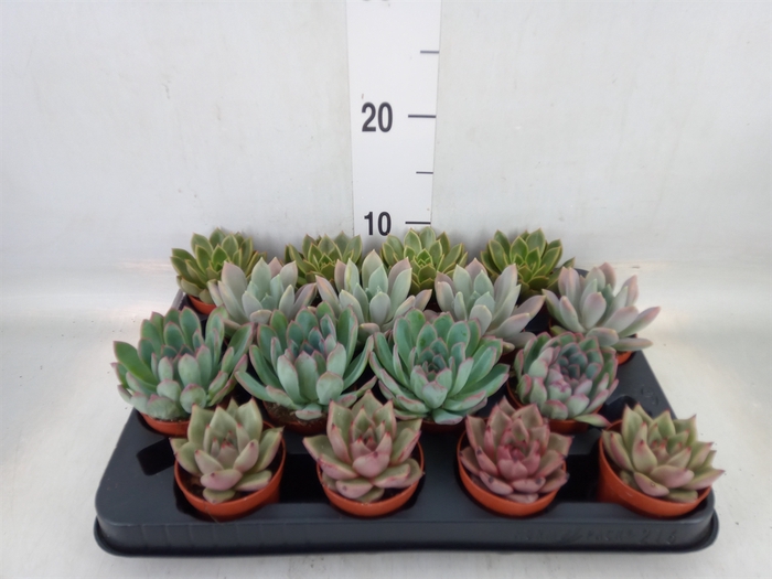 <h4>Echeveria   ...mix</h4>