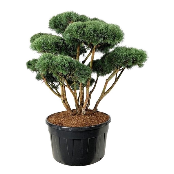 <h4>Pinus sylv. 'Watereri'</h4>