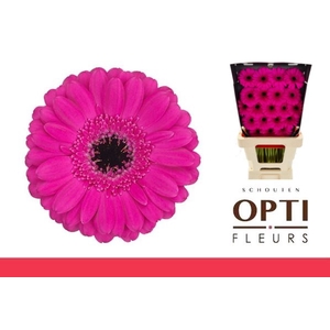 Germini Anna Diamond