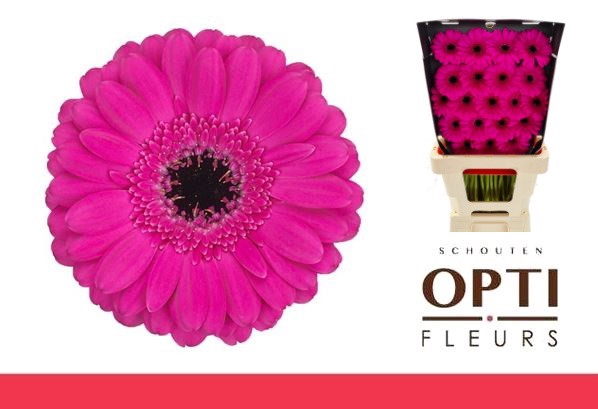 <h4>Germini Anna Diamond</h4>