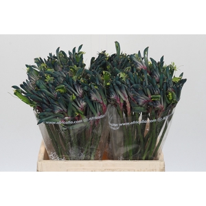 Anigozanthos Celebrations Firework