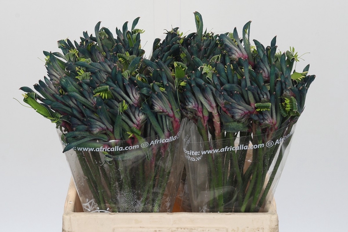 <h4>Anigozanthos Celebrations Firework</h4>