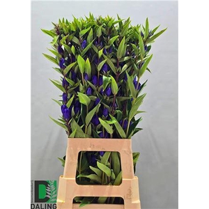 GENTI JUST BLUE