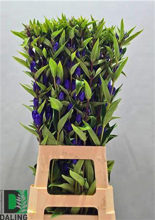 <h4>GENTI JUST BLUE</h4>