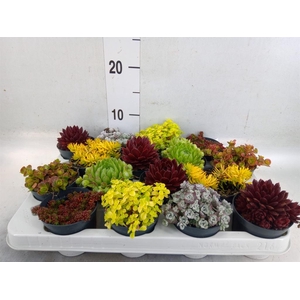 Rotsplanten   ...mix   [Rock plant]