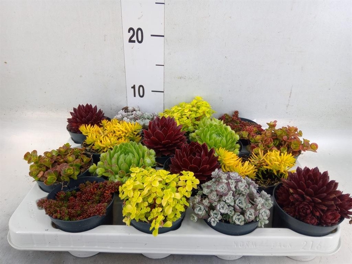 <h4>Rotsplanten   ...mix   [Rock plant]</h4>