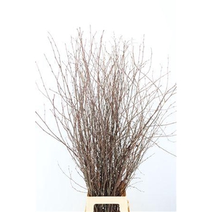 BERK 120CM NATUREL VERS PBS