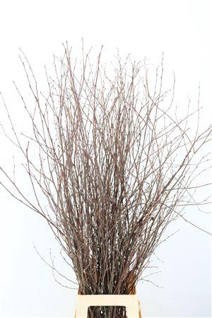 <h4>BERK 120CM NATUREL VERS PBS</h4>