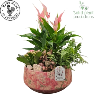 AT122 Aurora Medium Hard Pink Anthurium