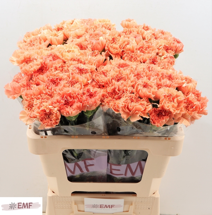 <h4>Di St Megan</h4>