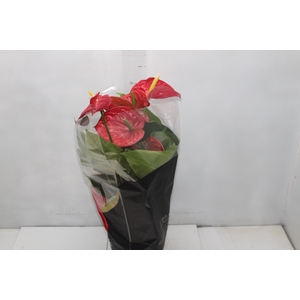 ANTHURIUM MICHIGAN P17 PREMIUM