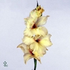 Lisianthus do alissa white