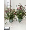 Fuchsia Mixk 1 Klr Per Tray