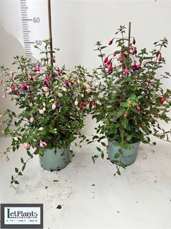 Fuchsia Mixk 1 Klr Per Tray