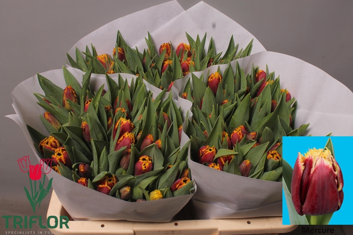 <h4>TU FR MERCURE</h4>