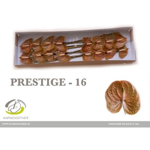 Anth A Prestige 11 cm X16 Spek Flowers